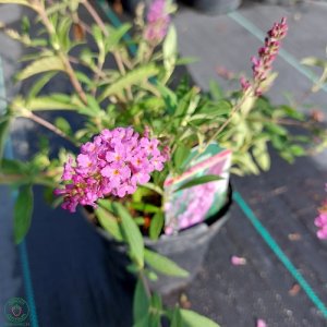 Budleja Dávidova - Buddleja Hybrida ´DARK PINK´, kont. C2L